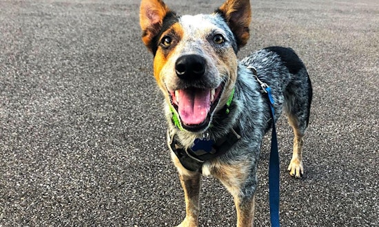 Looking to adopt a pet? Here are 5 delightful doggies to adopt now in Philadelphia