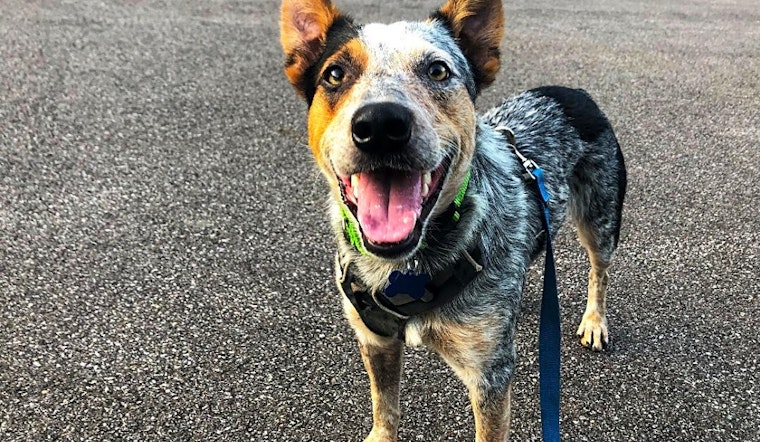 Looking to adopt a pet? Here are 5 delightful doggies to adopt now in Philadelphia