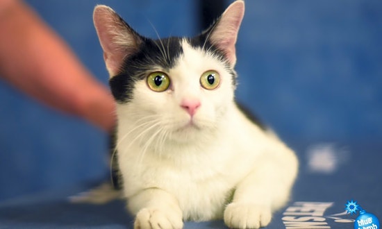 These Baltimore-based kitties are up for adoption and in need of a good home