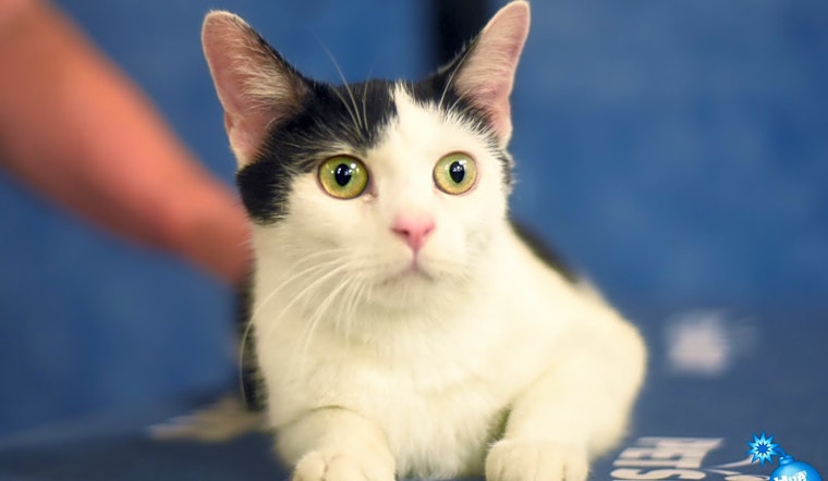 These Baltimore-based kitties are up for adoption and in need of a good home