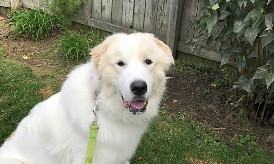 Want to adopt a pet? Here are 6 cuddly canines to adopt now in Pittsburgh