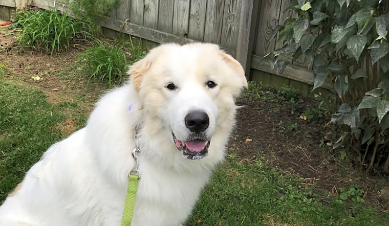 Want to adopt a pet? Here are 6 cuddly canines to adopt now in Pittsburgh