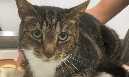 Looking to adopt a pet? Here are 7 charming cats to adopt now in Jersey City