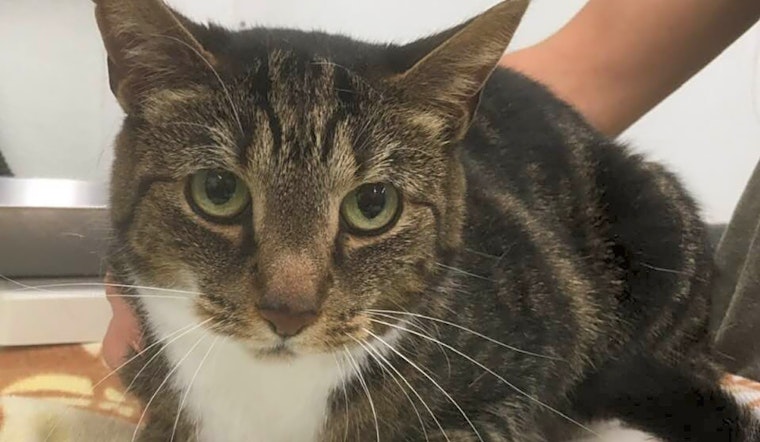 Looking to adopt a pet? Here are 7 charming cats to adopt now in Jersey City