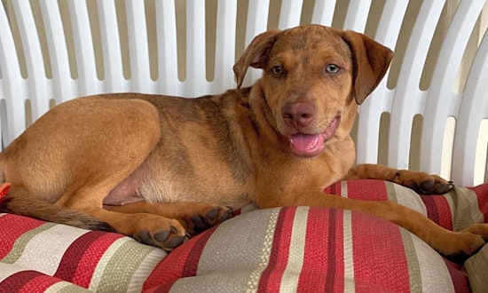 These New York City-based puppies are up for adoption and in need of a good home