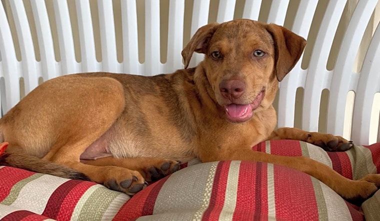 These New York City-based puppies are up for adoption and in need of a good home