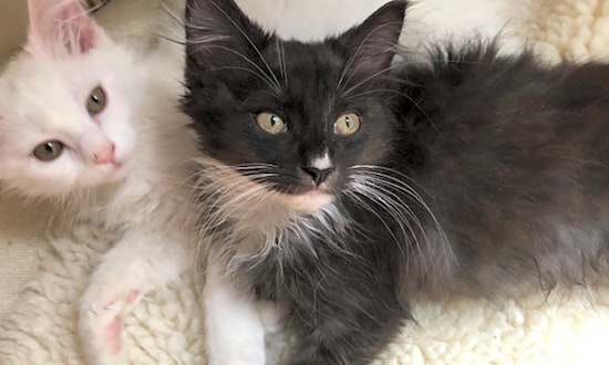 These Washington-based kittens are up for adoption and in need of a good home