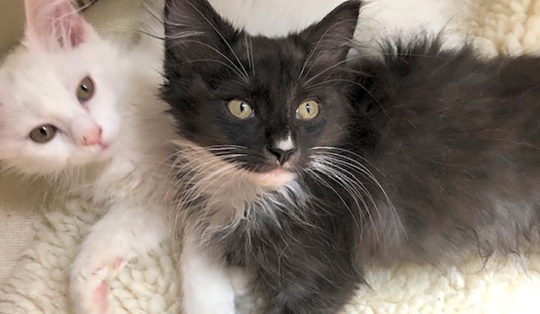 These Washington-based kittens are up for adoption and in need of a good home