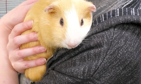 6 lovable pets to adopt now in Boston