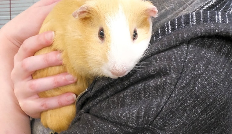6 lovable pets to adopt now in Boston