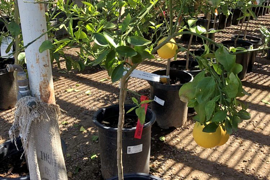 Mesa's top 3 plant nurseries to visit now