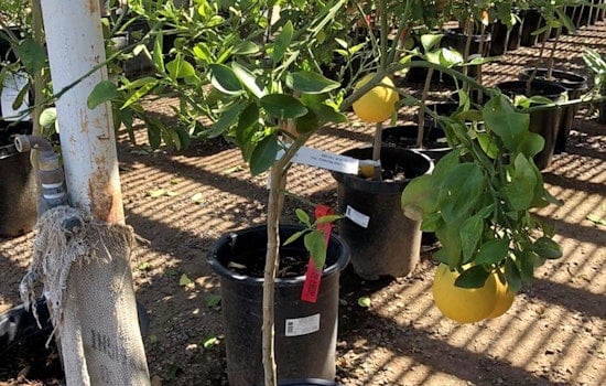 Mesa's top 3 plant nurseries to visit now