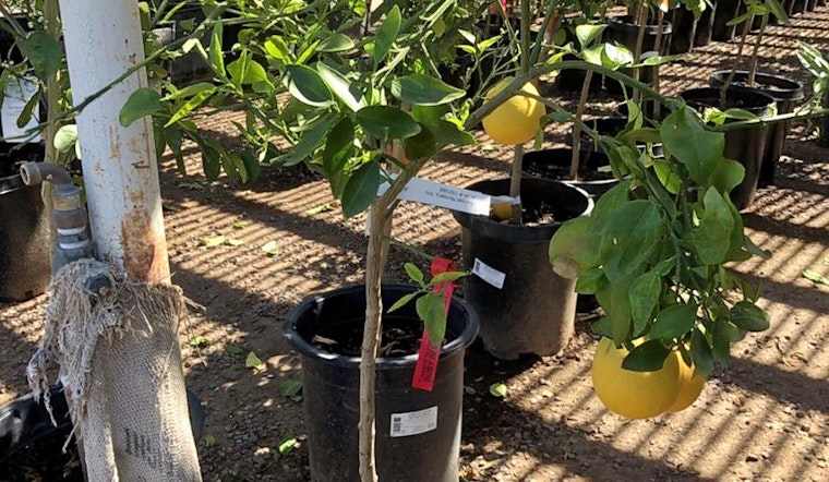 Mesa's top 3 plant nurseries to visit now