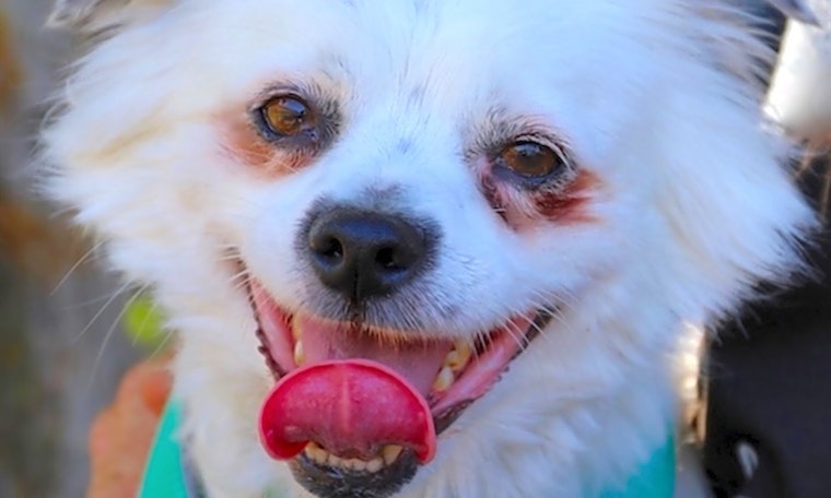 5 lovable pups to adopt now in Oakland