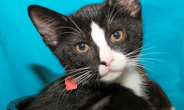 These Irvine-based kittens are up for adoption and in need of a good home
