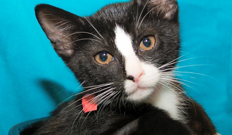 These Irvine-based kittens are up for adoption and in need of a good home