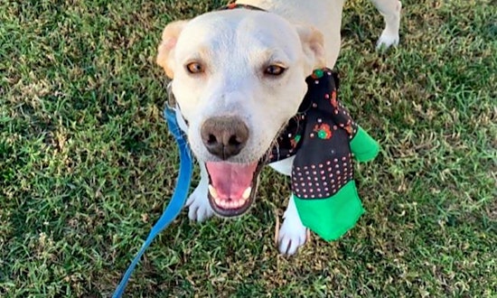 5 lovable pups to adopt now in San Diego