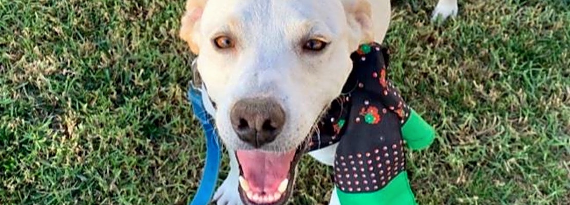 5 lovable pups to adopt now in San Diego
