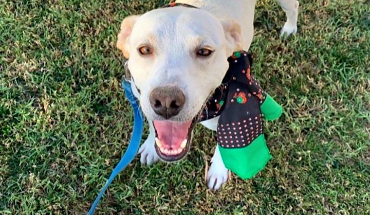 5 lovable pups to adopt now in San Diego