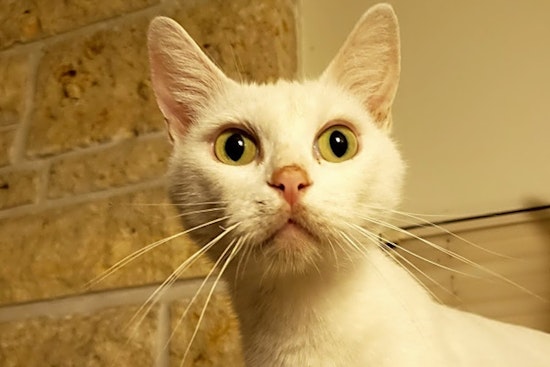Want to adopt a pet? Here are 6 charming cats to adopt now in Long Beach