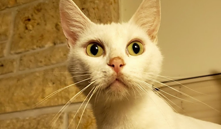 Want to adopt a pet? Here are 6 charming cats to adopt now in Long Beach