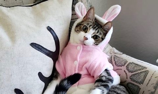 These Dallas-based cats are up for adoption and in need of good homes