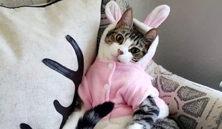 These Dallas-based cats are up for adoption and in need of good homes