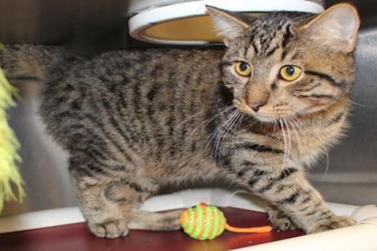 5 furry felines to adopt now in Wichita