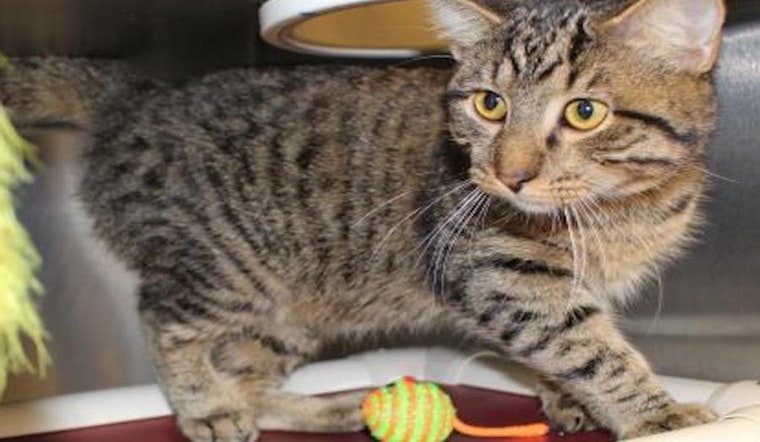 5 furry felines to adopt now in Wichita