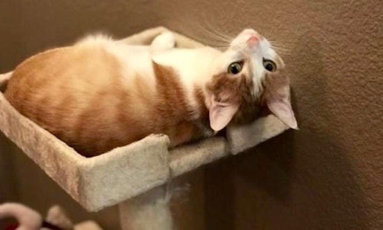 Want to adopt a pet? Here are 5 charming cats ready for homes now in Plano