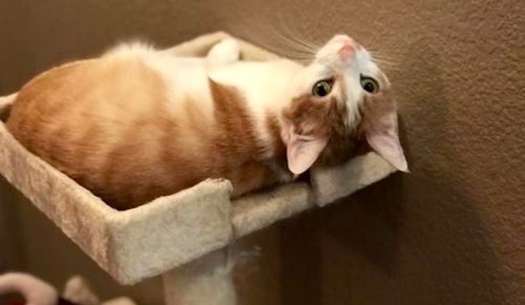 Want to adopt a pet? Here are 5 charming cats ready for homes now in Plano