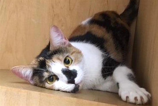 These San Francisco-based felines are up for adoption and in need of a good home
