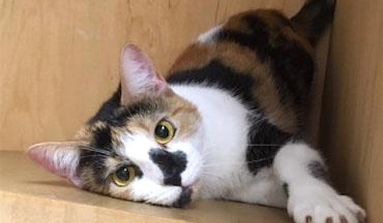 These San Francisco-based felines are up for adoption and in need of a good home
