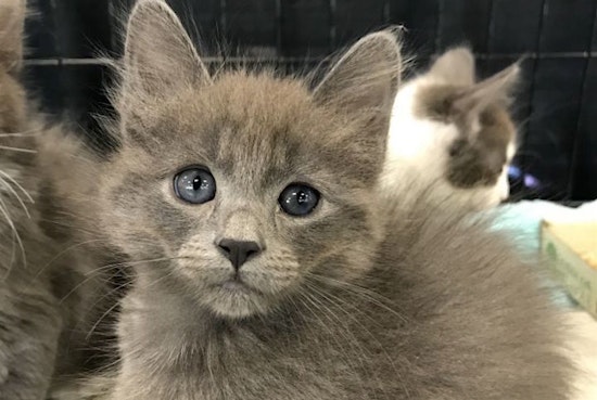 These Oakland-based kittens are up for adoption and in need of a good home