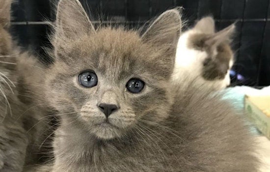 These Oakland-based kittens are up for adoption and in need of a good home