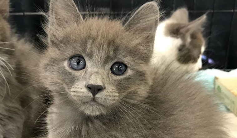These Oakland-based kittens are up for adoption and in need of a good home