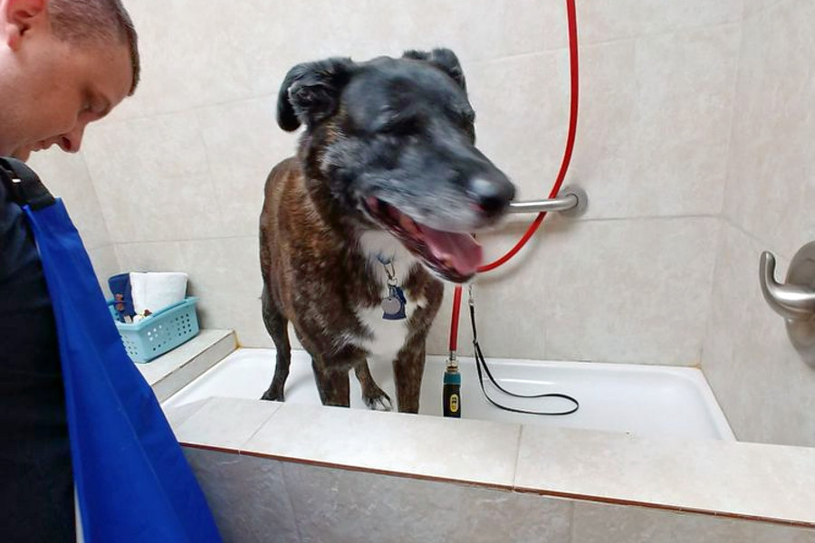 Aurora's top 4 pet stores to visit now