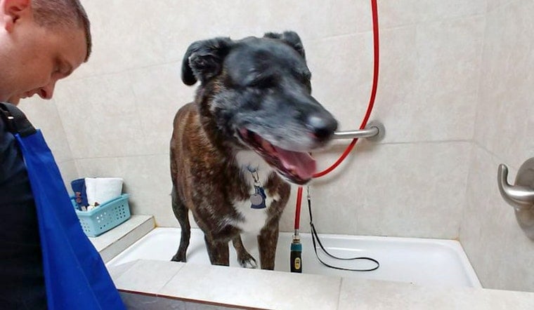 Aurora's top 4 pet stores to visit now