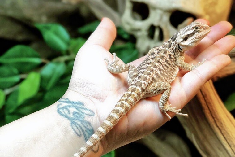The 4 best pet stores in Stockton