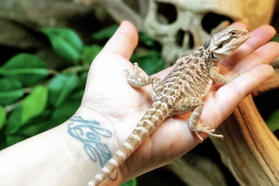 The 4 best pet stores in Stockton