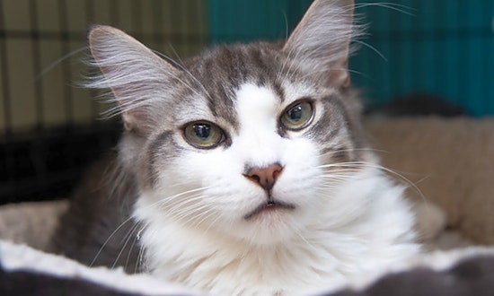 Want to adopt a pet? Here are 7 cool kitties to adopt now in New York City