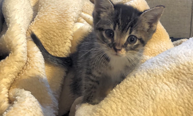 5 fluffy felines to adopt now in Jersey City
