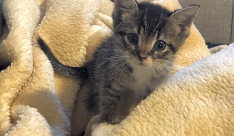 5 fluffy felines to adopt now in Jersey City