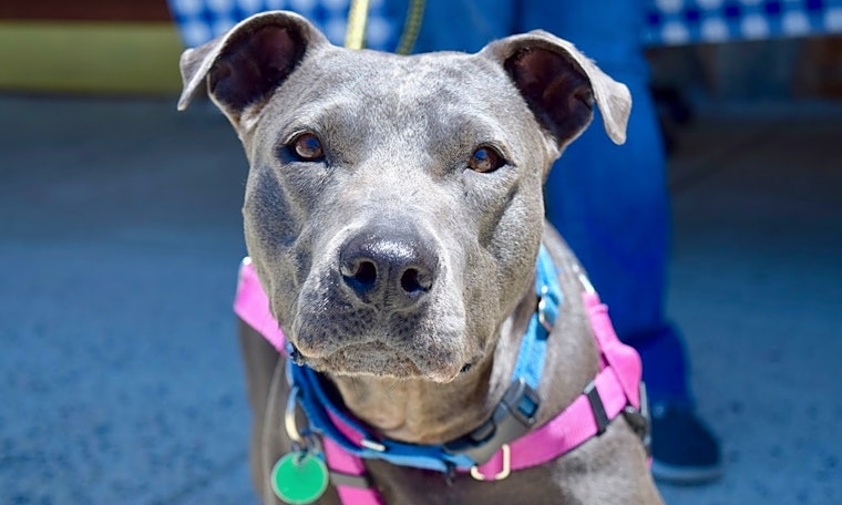 Looking to adopt a pet? Here are 7 lovable pups to adopt now in Washington