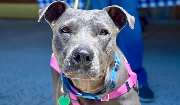 Looking to adopt a pet? Here are 7 lovable pups to adopt now in Washington