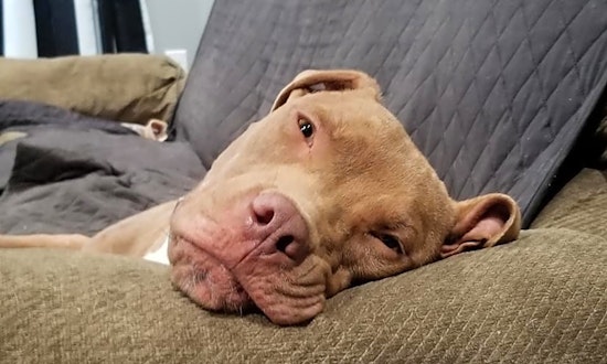 Want to adopt a pet? Here are 6 precious puppies to adopt now in Boston