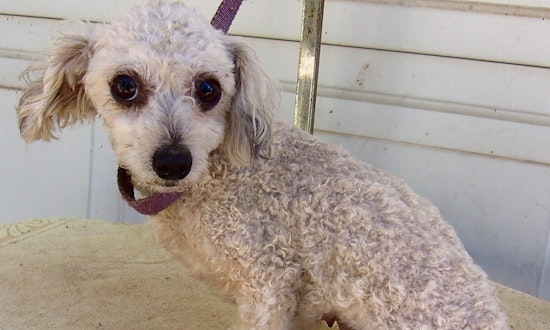 These Portland-based dogs are up for adoption and in need of a good home