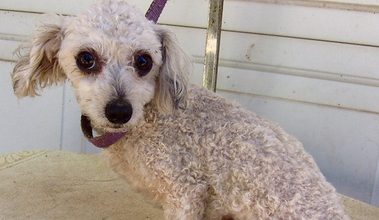 These Portland-based dogs are up for adoption and in need of a good home