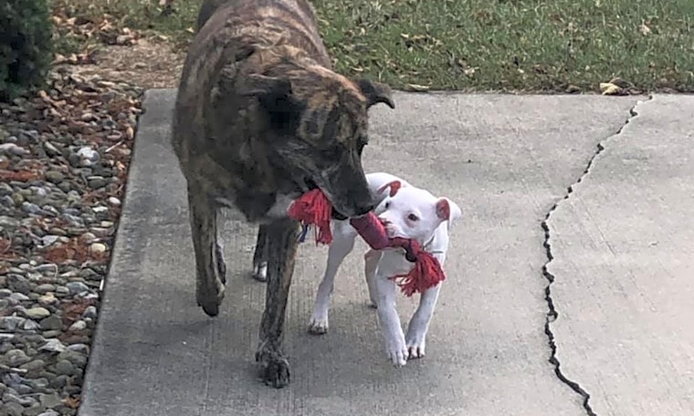 4 adorable pups to adopt now in Columbus