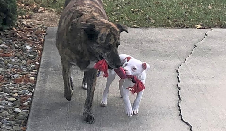 4 adorable pups to adopt now in Columbus